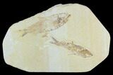 Pair of Fossil Fish (Knightia) - Green River Formation #126533-1